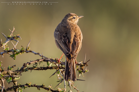 plain-backed pipit, pipit à dos uni, bisbita liso, birds of kenya, wildlife of kenya