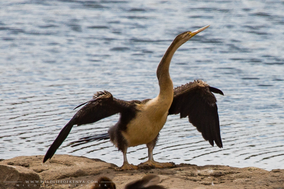 african darter, anhinga d'afrique, anhinga fricana, Anhinga rufa, birds of kenya, wildlife of kenya, nicolas urlacher, water birds of kenya 