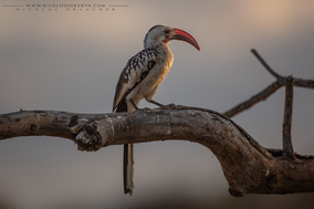 red-billed hornbill, calao a bec rouge, toco piquirrojo