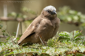 grey-capped social weaver, gre-headed social weaver, républicain d'Arnaud, tejedor social de arnaud, birds of kenya, wildlife of kenya