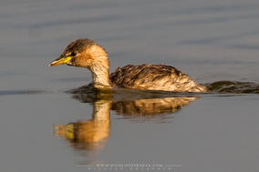 Little grebe, grèbe castagneux, zampullin comun, nakuru, birds of kenya, wildlife of kenya