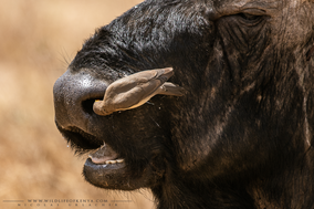 red-billed oxpecker in the nose of a buffalo