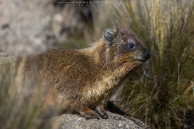 rock hyrax, mount kenya, daman des rochers, daman, wildlife of kenya