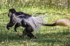 mantled guereza, Colobus guereza, black-and-white colobus, colobe noir et blanc, colobo, Nicolas Urlacher, monkey, singe, wildlife of kenya, monkeys of kenya