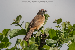 moustached grass warbler, Melocichla mentalis, mélocichle a moustaches, yerbera bigotuda , birds of kenya, wildlife of kenya, nicolas urlacher, birds of africa