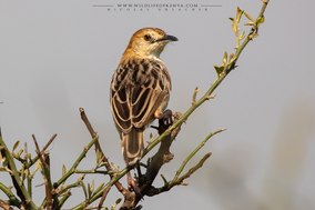 Cisticola robustus, stout cisticola, buitron robusto, cisticole robuste, birds of kenya, birds of adrica, Nicolas Urlacher, wildlife of kenya