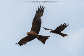yellow-billed kite, wildlife of kenya, birds of prey
