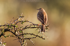 plain-backed pipit, pipit à dos uni, bisbita liso, birds of kenya, wildlife of kenya