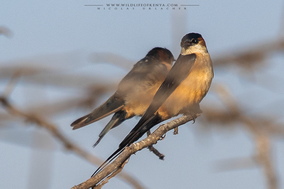 red-rumped swallow, hirondelle rousseline, Cecropis daurica, birds of kenya