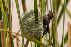 thick-billed weaver, Amblyospiza albifrons, grosbeak weaver, Amblyospize à front blanc, tejedor picogordo, birds of kenya, wildlife of kenya