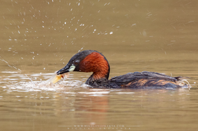 Little grebe, grèbe castagneux, zampullin comun, nakuru, birds of kenya, wildlife of kenya