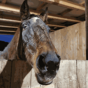 Pferd schaut aus dem Stall