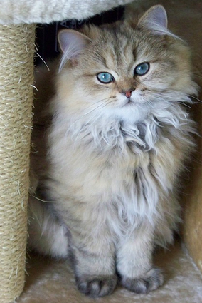 Gato persa