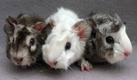 Moritz, Milky und Max