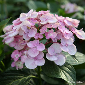 Hydrangea macrophylla 'Trebah Silver'