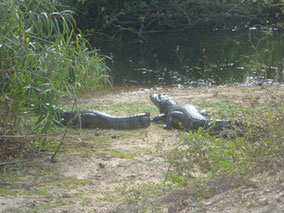 Pantanal-Swamp-Brazil-National-Park-Jungle-Crocodiles