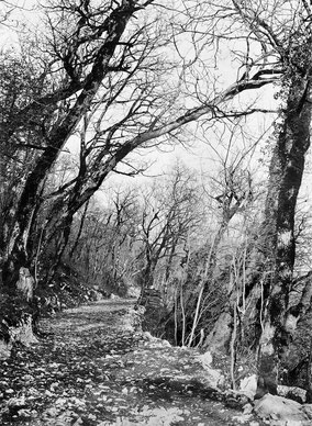 Burgerwaldungen der Stadt Biel, 1904. Fotograf Ernst Meyer, Bildarchiv der ETH-Bibliothek Zürich, CC BY-SA 4.0