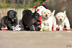 cuccioli labrador toscana italia