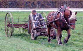 Cheval tractant