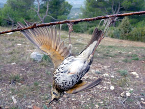Oiseau suspendu par ses ailes collées à la glu