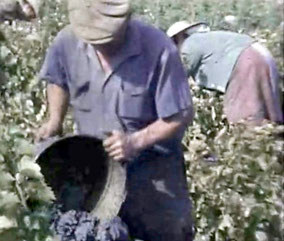 Vendanges à Peyrolles (Bouches du Rhone) en 1962 (peu différent de 1862 ...)