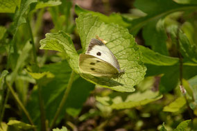 Schmetterling