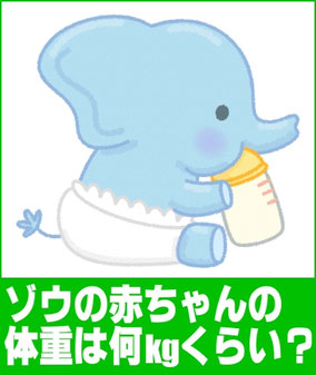 生まれたてのゾウの赤ちゃんの体重は何キロぐらい?