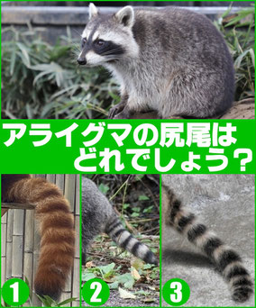 アライグマの尻尾はどれでしょう？