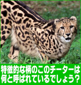 このチーターは何と呼ばれているでしょう？