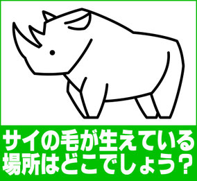 サイはどこに毛が生えているでしょう?