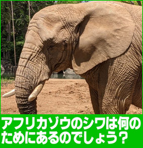 アフリカゾウの皮膚のシワは何のため？