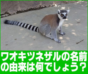 ワオの由来は何でしょう？