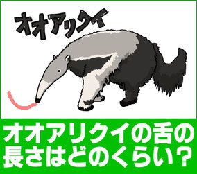 オオアリクイの舌の長さはどのくらいでしょう？