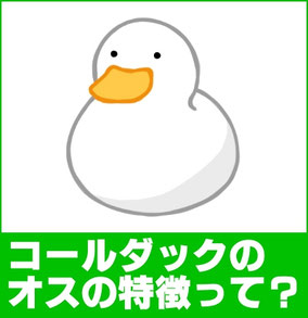 コールダック(アヒル)のオスの特徴は?