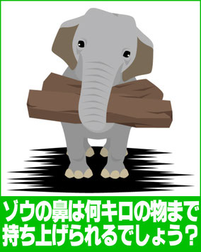 ゾウの鼻は何キログラムまで持ち上げられる？