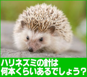 ハリネズミの針の数は何本？