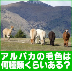 アルパカの毛色は何種類くらいあるでしょう?