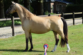 Oostdijk's Dancing Delyth, res. Volwassen Kampioen Sectie B, CMK 2016