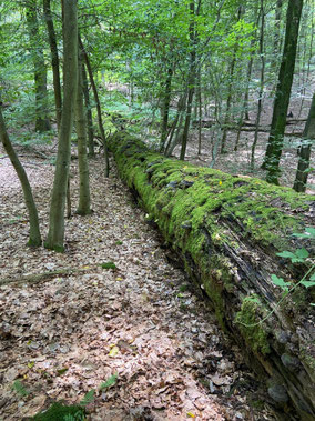 Foto: Forst Birkenfeld