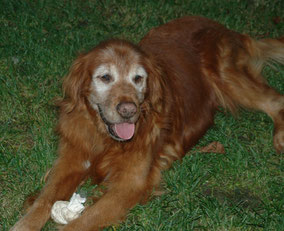 Rusty, a Pet Stop® dog fence owner in Lake Stevens, Washington.