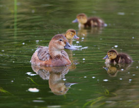 Tafelenten-Familie (Foto: Zdenek Tunka)