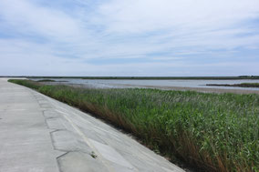 閖上朝市への道のり(広瀬川沿いを歩く)