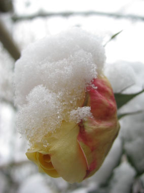 Foto Karin Jäckel