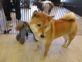 犬の保育園Ｂａｂｙ・しつけ相談