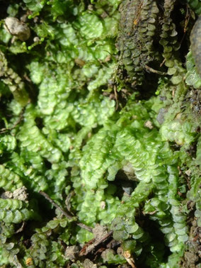 Calypogeia fissa, Pyrénées centrales (photo Ugo)