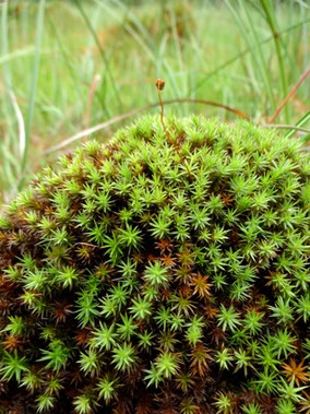 Polytrichum strictum, Massif des Vosges (photo Ugo)