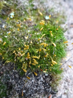 Orthodontium lineare, Massif des Vosges (photo Ugo)