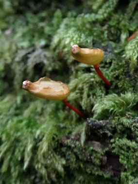 Buxbaumia viridis, Massif du Taennchel (photo Ugo)