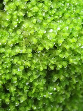 Solenostoma sphaerocarpum, Vosges (photo Ugo)