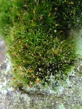Rhabdoweisia fugax, Massif des Vosges (photo Ugo)
